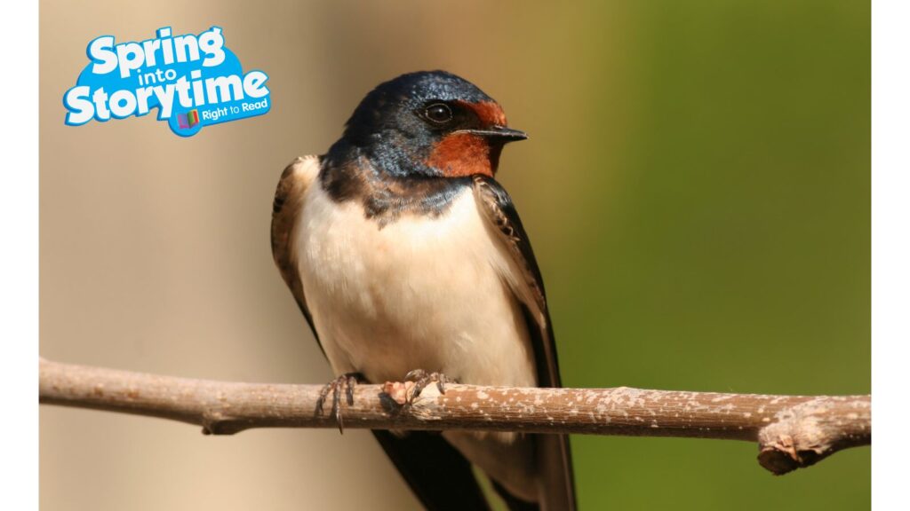 A photo of a swallow perched on a branch.